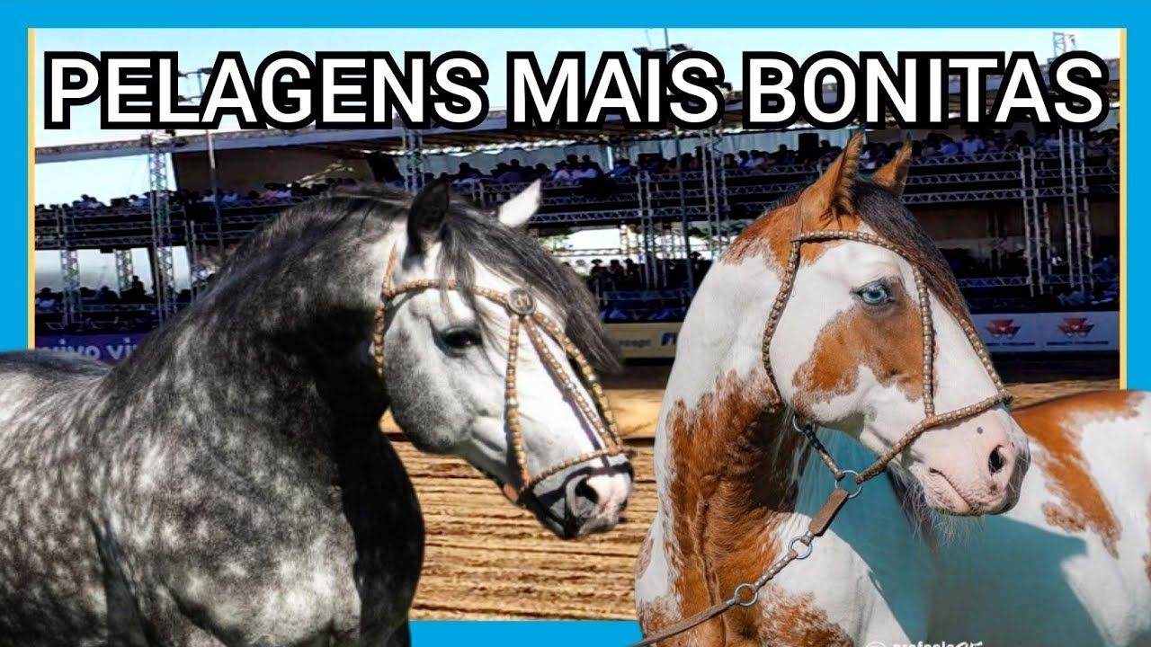 CAVALOS COM AS PELAGENS MAIS BONITAS  #geneticacrioula #horse #cavalocrioulo #abccc #horsebrasil