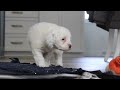 Portuguese Water Dog dogs for sale: Lucie - Video 1