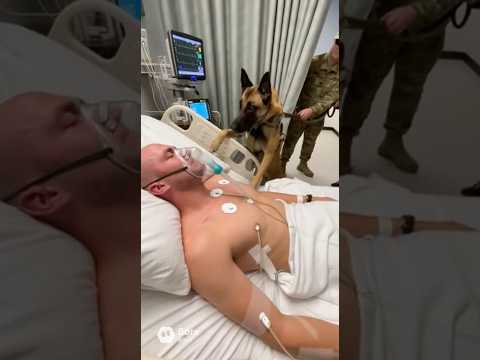 Soldier Breaks Down When Family Brings His Dog to Hospital #MilitaryDog #VeteranHomecoming