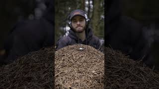 Download lagu Suara pohon begitu ya teryata. mp3