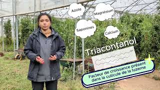 Vidéo essai tomate maraîcher