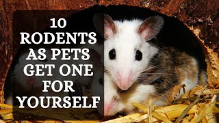 Top 10 Rodents as Pets Get One For Yourself Today