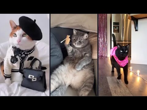 Fails of The Week  😂  EP:12  |  Funny Fails  | Fail Army