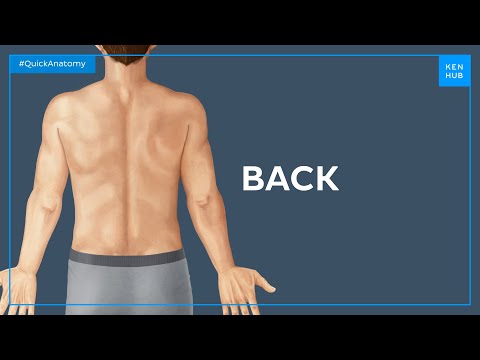 Surface anatomy of the back - Quick Anatomy | Kenhub