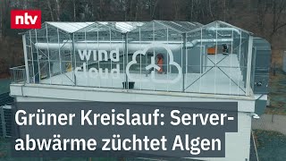 Grüner Kreislauf: Serverabwärme züchtet Algen - Startup Magazin