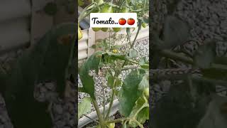 Download lagu Tomato #shorts #tomato #melbourne #australia #agathameilani mp3