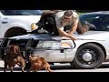 Dogs Chasing Attack Funny Scary Moments
