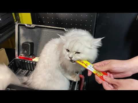 marie Wan Yi Law-CIAO 日本第一銷量貓小食 超級貓模短片大賽