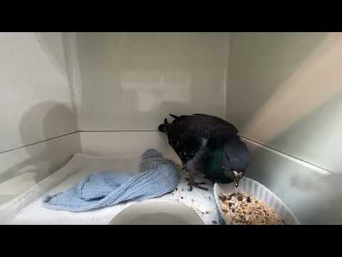 Hungry Pigeon Recovering After Surgery