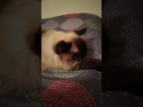 Cat breathing sounds like snore.