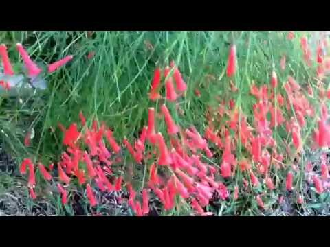 Russelia equisetiformis. (Fire cracker plant, Fountain plant, Coral plant )