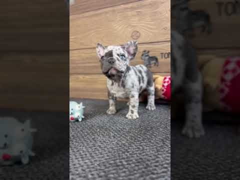 Video 2