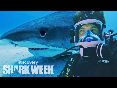 アダム・デバインがイタチザメにタグをつける!| シャークウィーク (Adam DeVine Tags a Tiger Shark! | Shark Week)