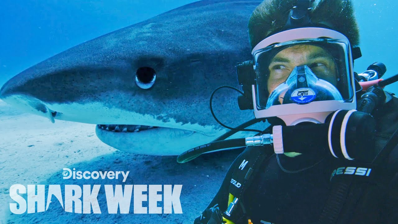 Adam DeVine Tags a Tiger Shark! | Shark Week - YouTube