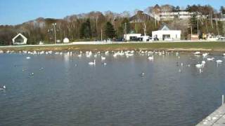 preview picture of video 'クッチャロ湖－北海道浜頓別町'