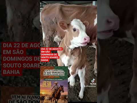 DIA 22 DE AGOSTO TEM VAQUEIJADA EM SÃO DOMINGOS DE SOUTO SOARES BAHIA