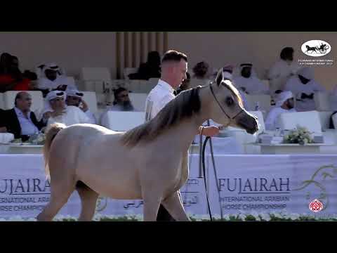 N 28 KUNOOZ AL BAHYA   Fujairah AH Championship 2022   Yearling Fillies Class 1B