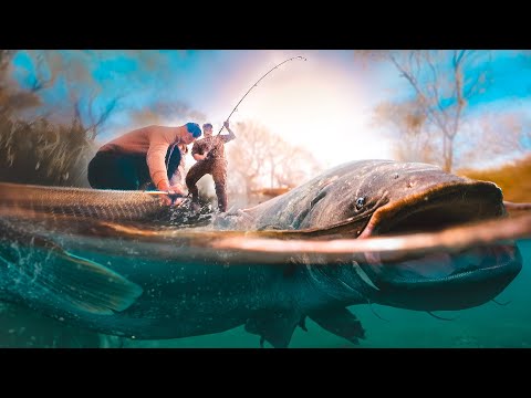 Searching for the UK's BIGGEST Catfish!