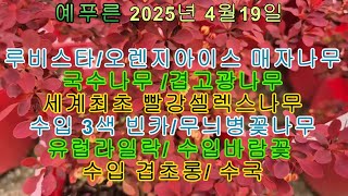 25년4.19) 매자나무 고광나무 국수나무 유럽라일락 3색병꽃나무