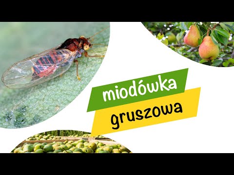 MIODÓWKA gruszowa. Zapobieganie i ochrona | e-pole w ogrodzie