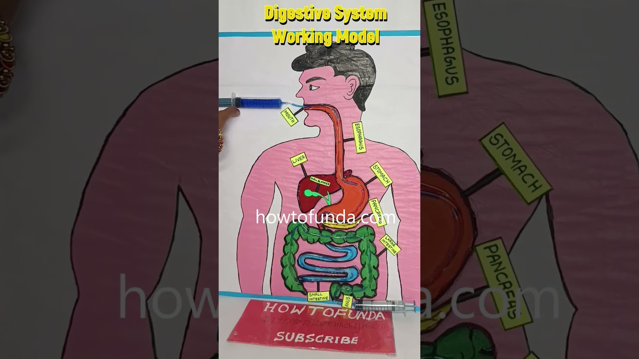 digestive system working model - diy - shorts - science project - howtofunda