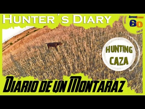 CAZA MENOR al SALTO | CAZA de CODORNIZ en MEDIA VEDA #1 | QUAIL HUNTING with POINTING DOG