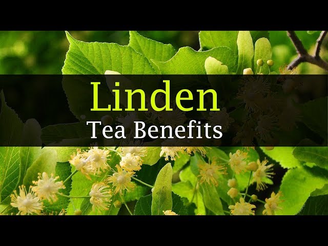 Video de pronunciación de linden tree en Inglés