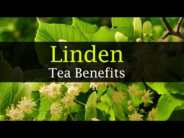 Vidéo Prononciation de linden tree en Anglais