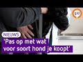 'Pas op met wat voor soort hond je koopt', waarschuwen deze experts