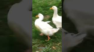 Download lagu Suara Bebek Kwek-kwek #shorts #viral #bebek mp3 Download lagu Suara Bebek Kwek-kwek #shorts #viral #bebek mp3