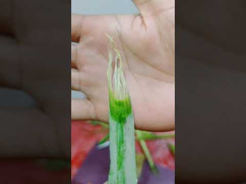 Extracting different kinds of common fibers. AMT 216 CEBU AERONAUTICAL TECHNICAL SCHOOL