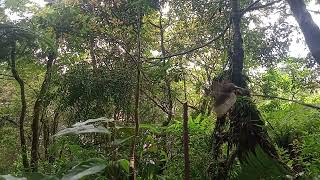 Download lagu pikat opior Jawa Wilis Flamboyan mp3