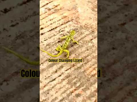 Greco- Rang badalta Girgit. .!! - Chameleon live color changing #greco #shorts #yt