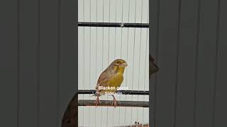 Download lagu Blacken gacor sidoarjo #camport #blacken #blackthroatgacor mp3