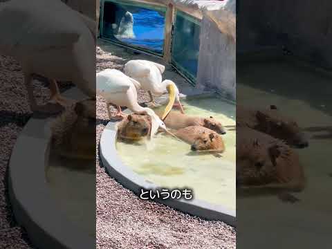 カピバラを飲み込もうとするペリカン