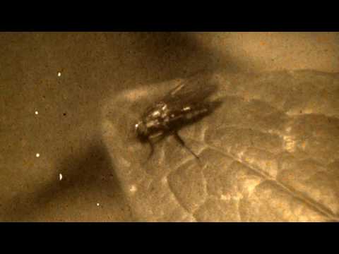 Brian Eno, Jon Hopkins & Leo Abrahams 'Flint March' | 1981 expired Kodachrome 40  Caffenol reversal