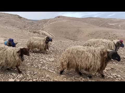 , title : 'الأغنام مرياع مراييع الغنم صوت اجراس sheep shingall Folklore Iraq'