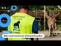Veel dierentuinen vanaf vandaag weer open voor iedereen