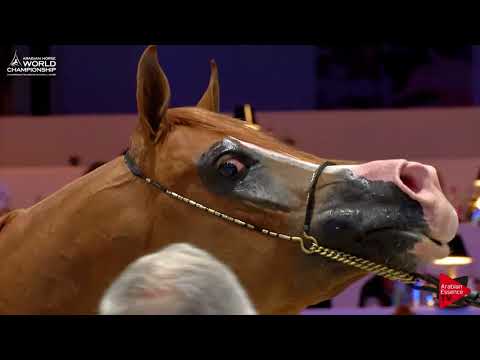 N.99 TCHAATA INIZIATO - Paris 2017 - Junior Colts (Class CM5B)