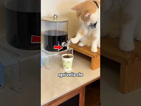 Questo gatto ha un talento speciale 😮