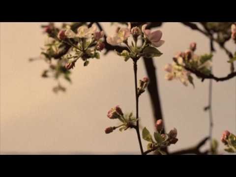 "Flowers" Flying Lotus x Earl Sweatshirt Type Beat