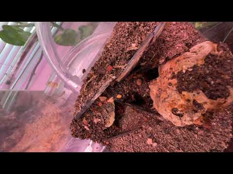 ( Camponotus castaneus ) small Timelapse of my colony