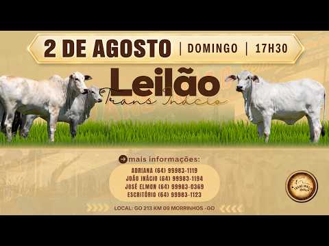 Leilão de Gado em MORRINHOS-GO, 02/08/2026  TransInácio Leilão - 18:00 Hs - Presencial e virtual.