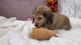 カニンヘンダックスフンドの動画01