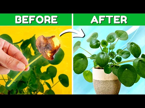 Stop Leaf Drop On Your Chinese Money Plant
