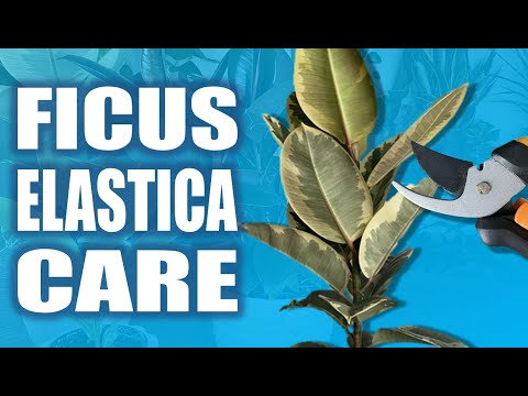 Ficus Elastica (Rubber Plant): 7 Essential Care Tips for