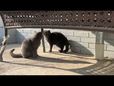 Cat Fight #cats #fighting