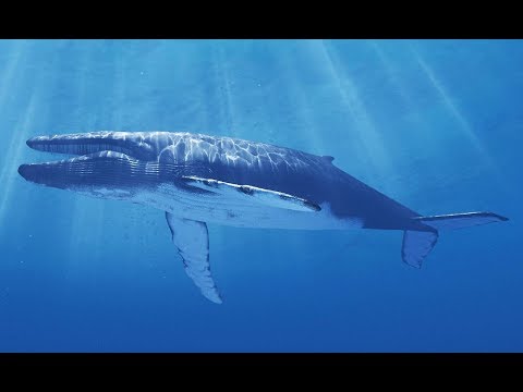 Die 10 ältesten Tiere auf der Welt