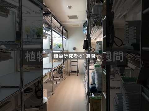 【研究室紹介】植物研究者のとある1週間 #大学生 #名大 #理学 #研究者 #日常