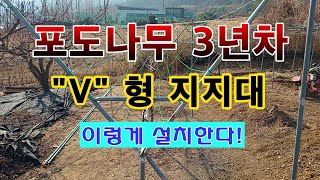 [텃밭농부 2,131]  포도나무 3년차.  "V형" 지지대 이렇게 설치한다! #포도재배
